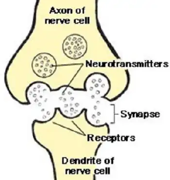 How Does Pregabalin Powder Work in the Nervous System