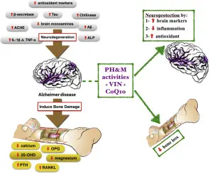 vincamine function
