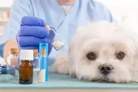 doses of metronidazole for different pets
