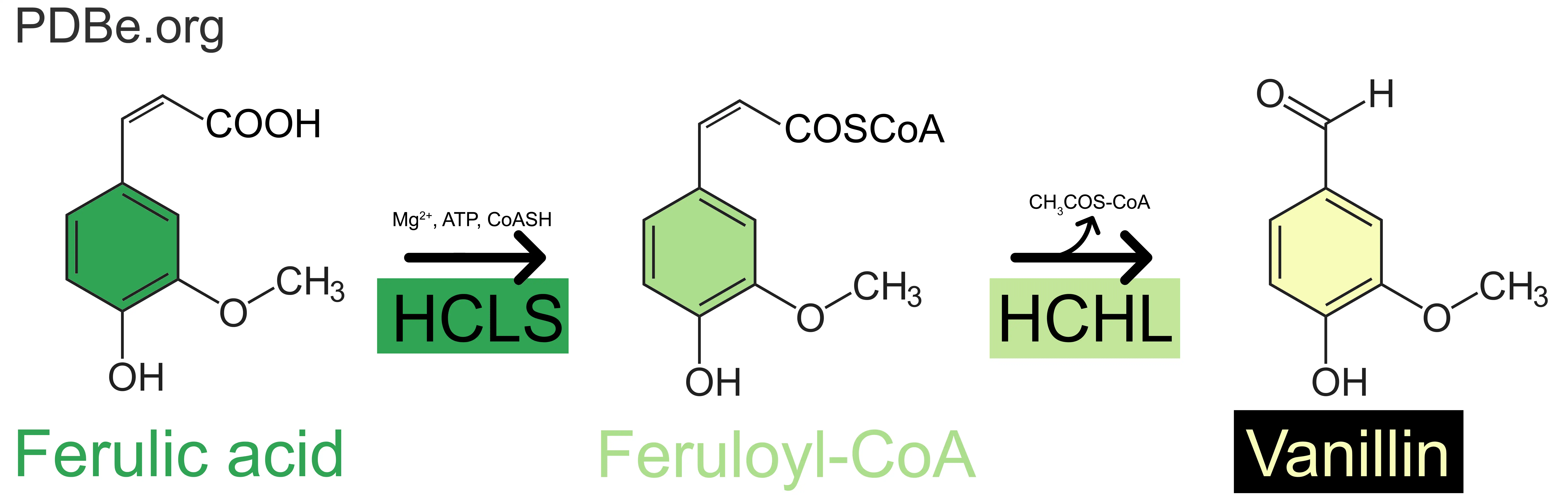 Production pathway of vanillin from ferulic acid. Production pathway of vanillin from ferulic acid.