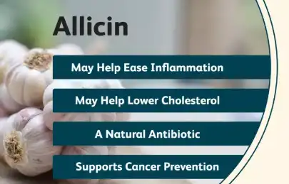 Benefits of Allicin Powder Benefits of Allicin Powder