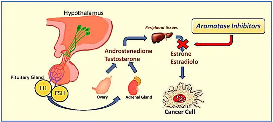 anastrozole uses