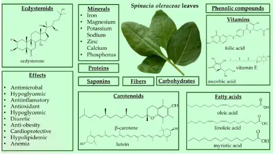 Ecdysterone Ecdysterone