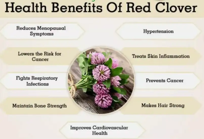 Red clover isoflavones Red clover isoflavones