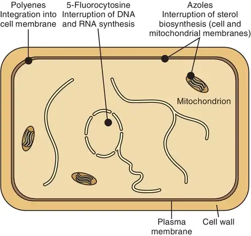 How does Clotrimazole work