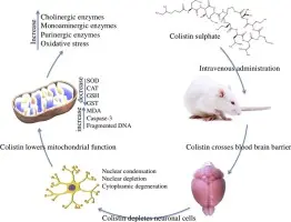Colistin Sulphate use