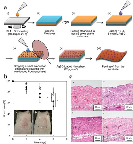 What is the mechanism of action of Silver Sulfadiazine in burn healing What is the mechanism of action of Silver Sulfadiazine in burn healing