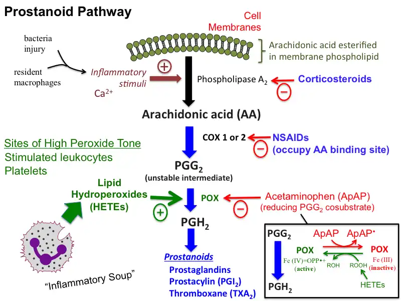 How does Acetaminophen powder work in the body