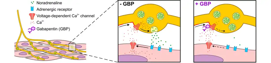 gabapentin powder gabapentin powder