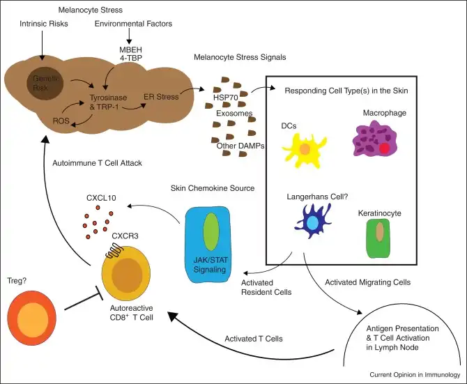 Monobenzone Monobenzone