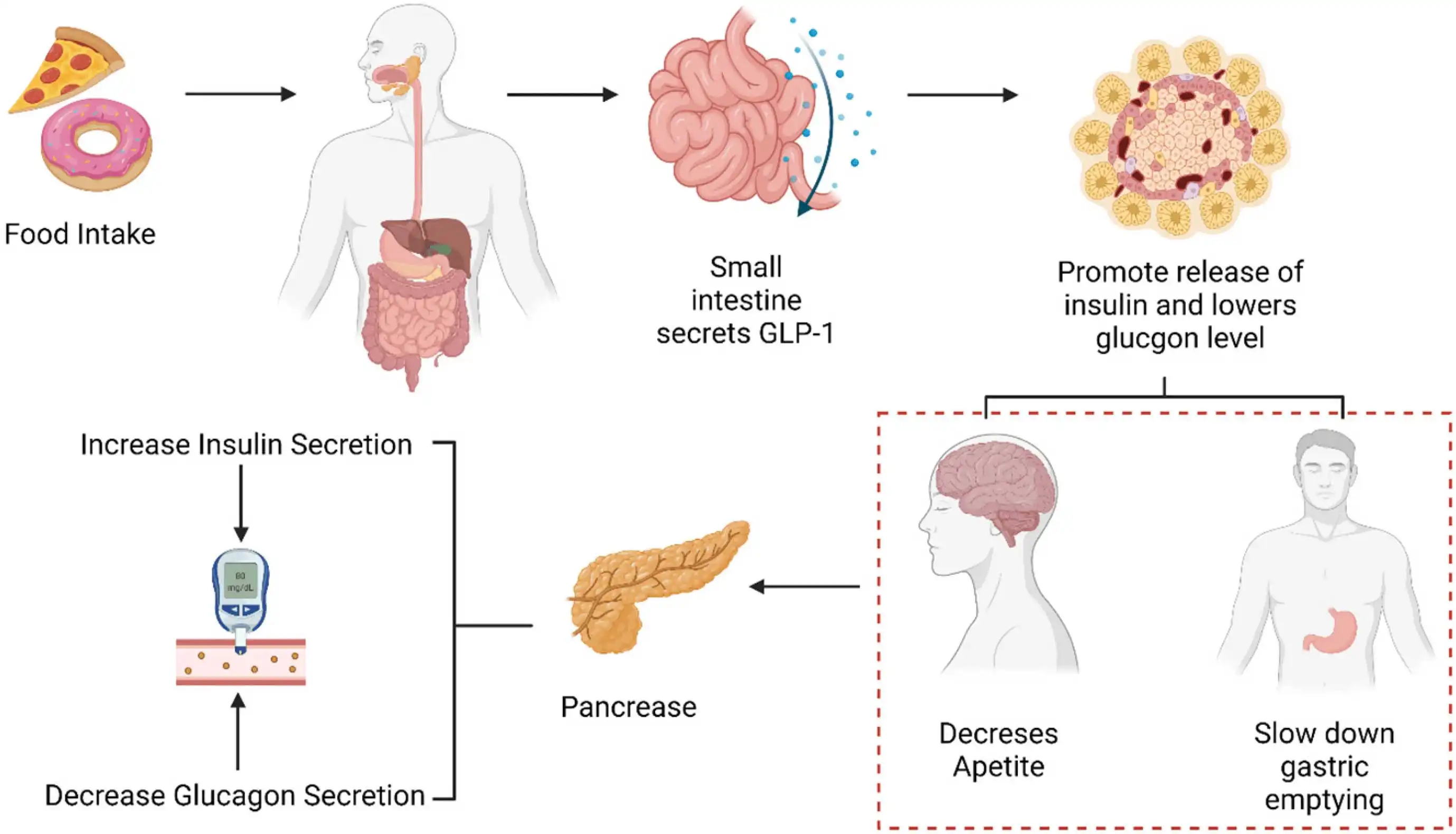 Tirzepatide Therapeutic Uses Tirzepatide Therapeutic Uses