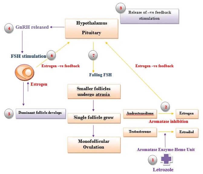 Use of Letrozole Powder Use of Letrozole Powder