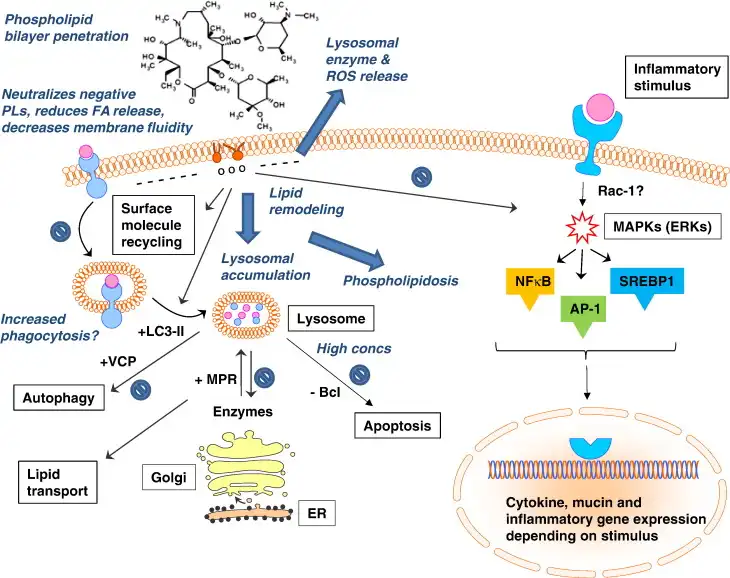 Application of Azithromycin Application of Azithromycin