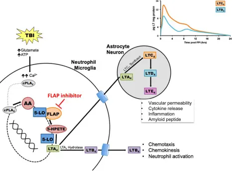 Leukotriene Leukotriene