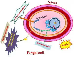fluconazole fluconazole