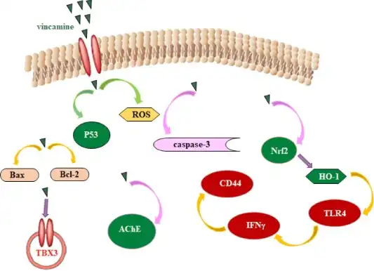 Vincamine Powder Vincamine Powder