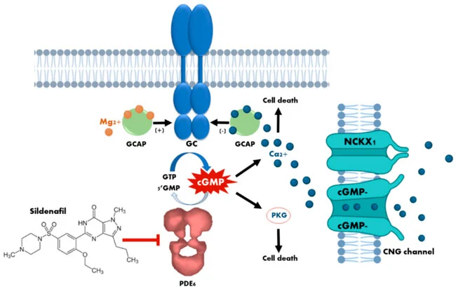 Sildenafil Sildenafil
