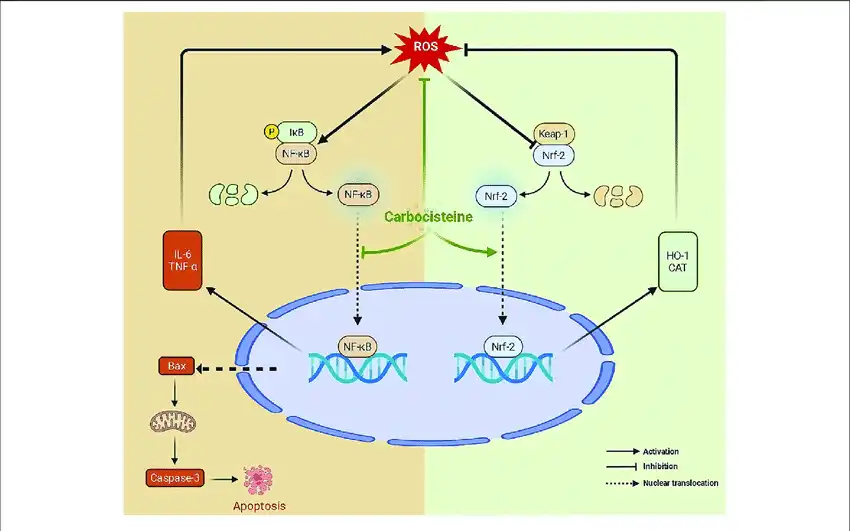 Carbocysteine