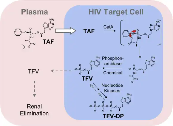 How does tenofovir work in the body