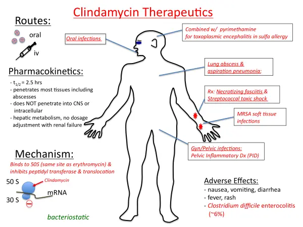 clindamycin HCl
