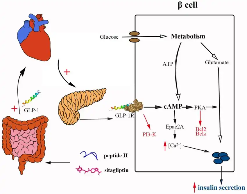 How does sitagliptin powder work to lower blood sugar