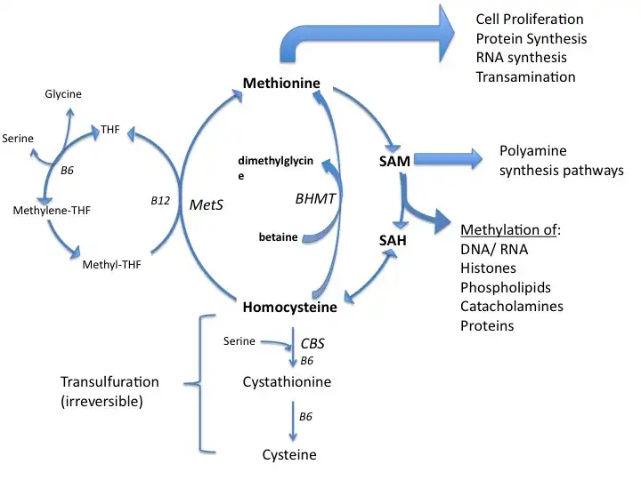 methionine methionine