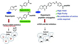 Synthesis of Rapamycin powder Synthesis of Rapamycin powder