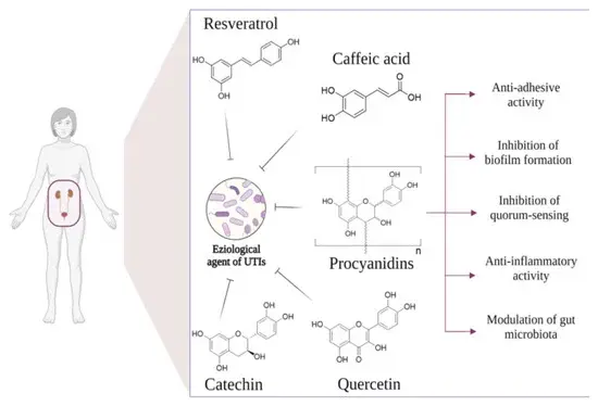 Azithromycin