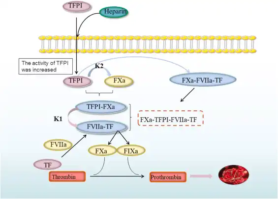 Understanding Pulmonary Embolism and the Role of Enoxaparin