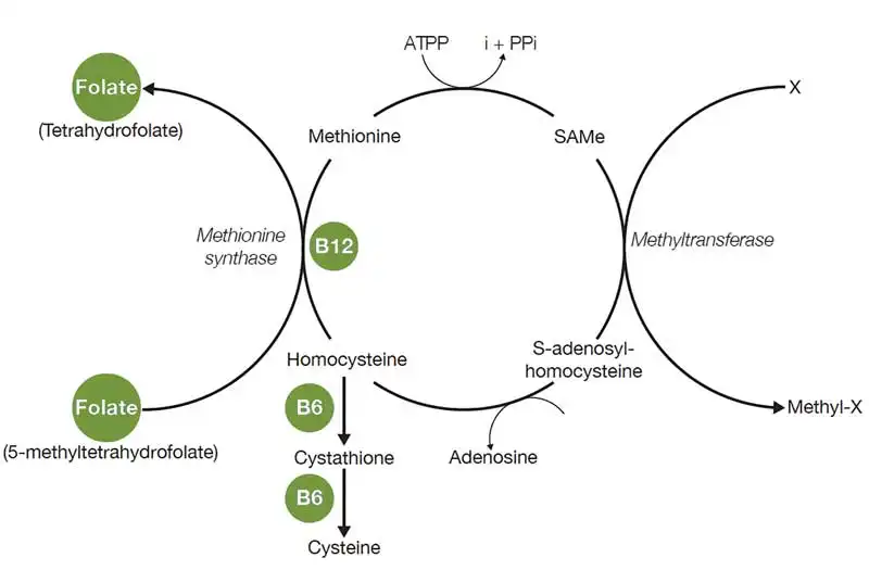 What is S-Adenosylmethionine Used For