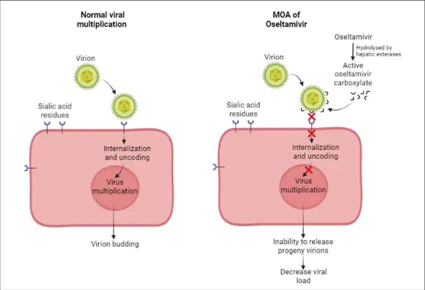 Moa Graph What is the Mechanism of Action of Oseltamivir? - Salispharm