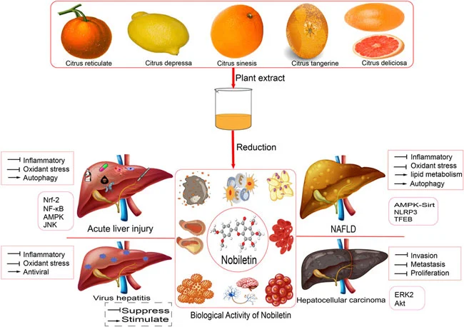 How does Nobiletin Powder affect cholesterol metabolism in the body How does Nobiletin Powder affect cholesterol metabolism in the body