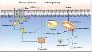 What is the role of Nervonic Acid in brain development and function What is the role of Nervonic Acid in brain development and function