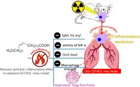 What are the potential mechanisms by which Nervonic Acid protects against neuroinflammation What are the potential mechanisms by which Nervonic Acid protects against neuroinflammation