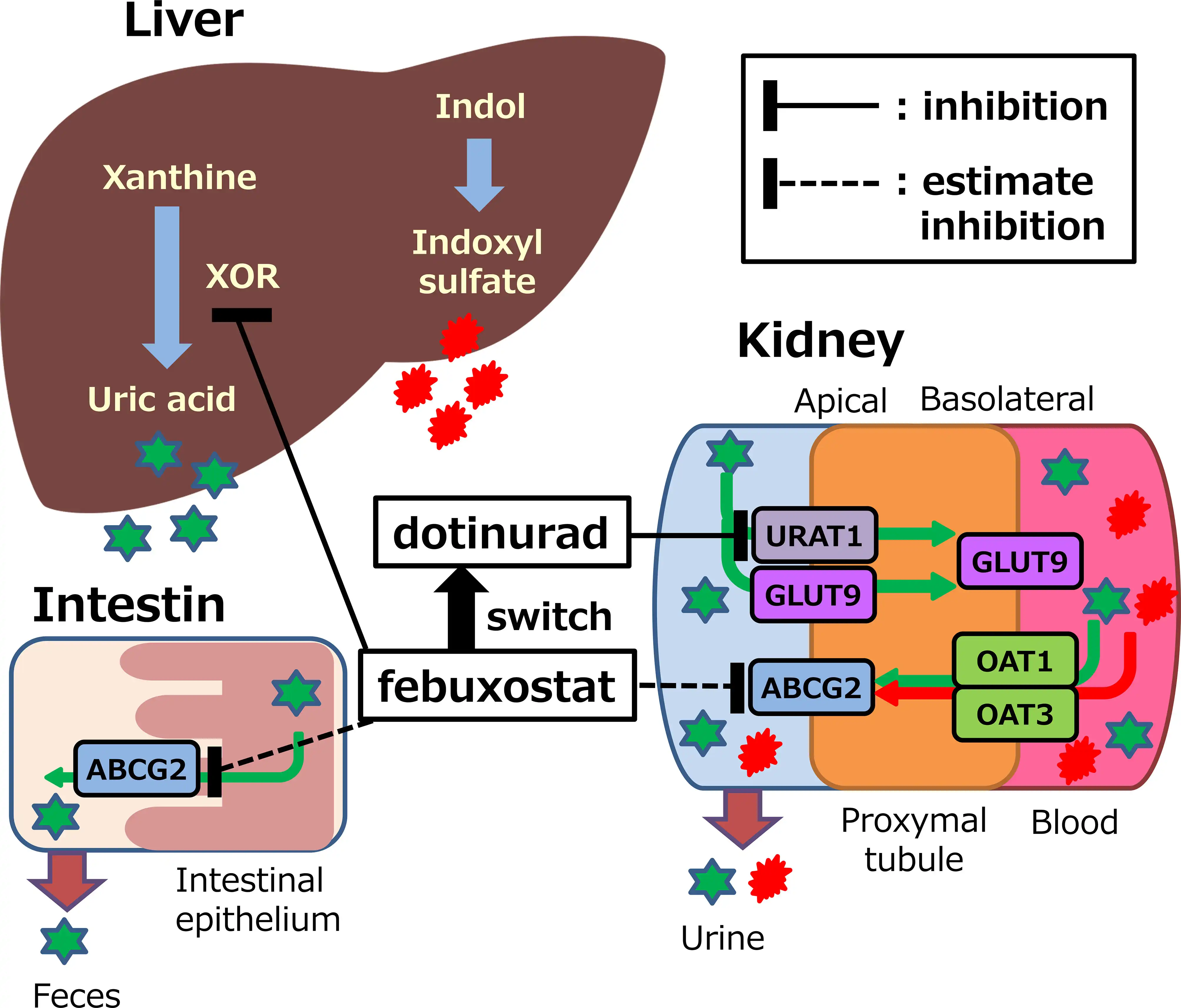 What factors affect the dosage of Febuxostat for gout? What factors affect the dosage of Febuxostat for gout?