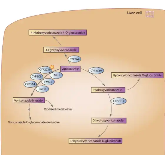 How does Voriconazole affect breast milk production? How does Voriconazole affect breast milk production?