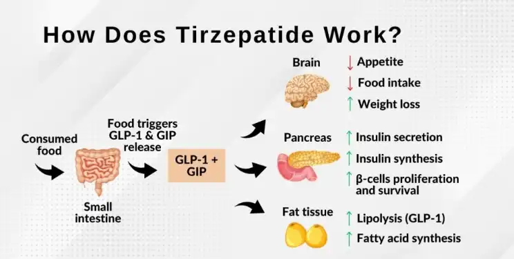 How does tirzepatide work for weight loss? How does tirzepatide work for weight loss?