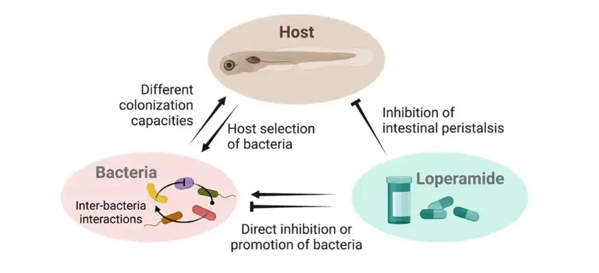 How effective is Loperamide HCl Powder in treating acute diarrhea?