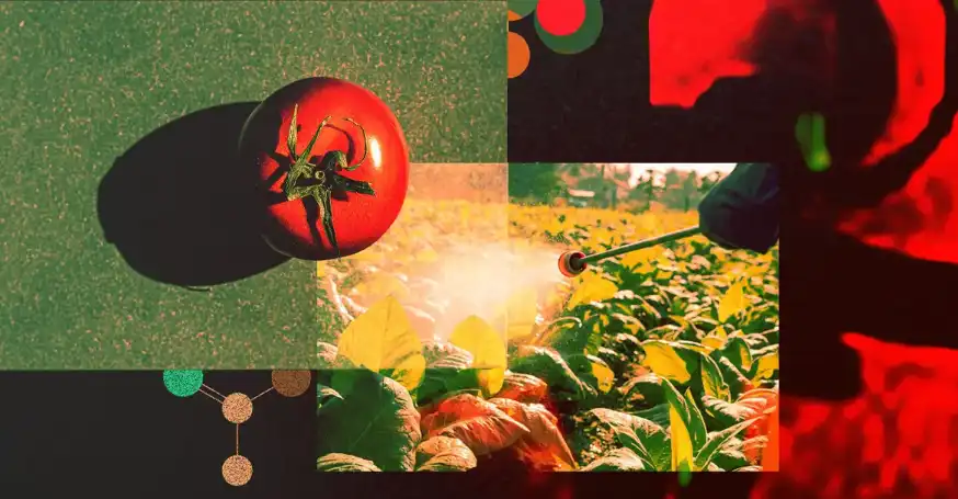 How effective is Acephate in controlling pests on vegetables and fruits? How effective is Acephate in controlling pests on vegetables and fruits?