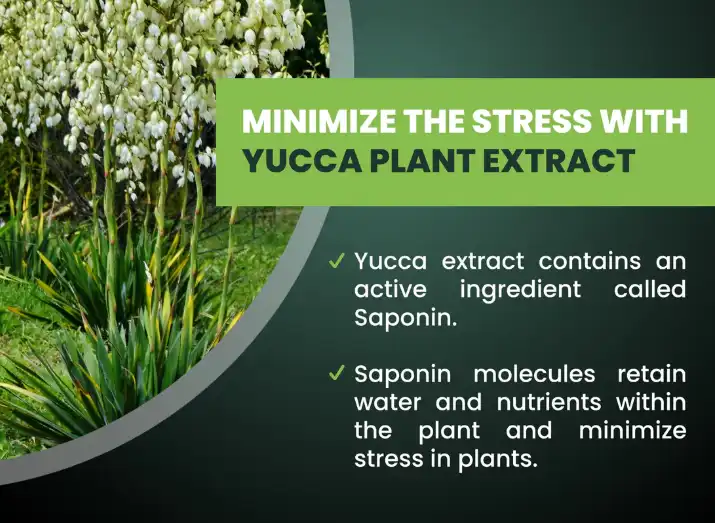 How does Yucca saponin compare to other anti-inflammatory supplements? How does Yucca saponin compare to other anti-inflammatory supplements?