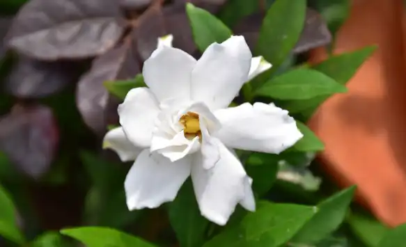 Gardenia Red Powder Gardenia Red Powder