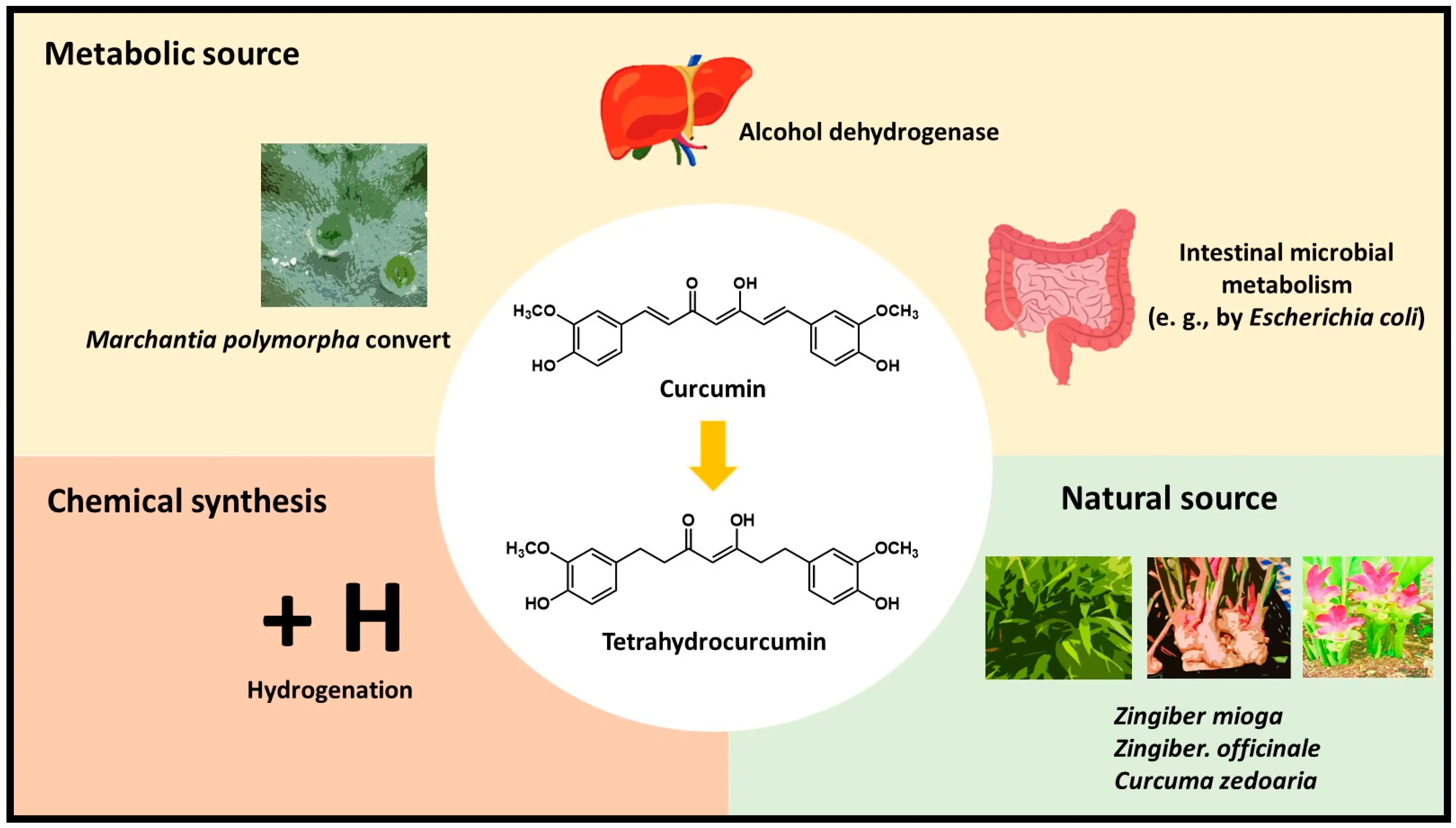 Tetrahydrocurcumin Powder